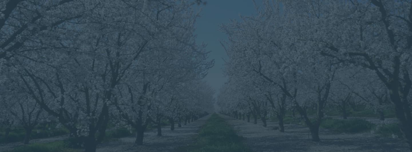 Almond Orchard