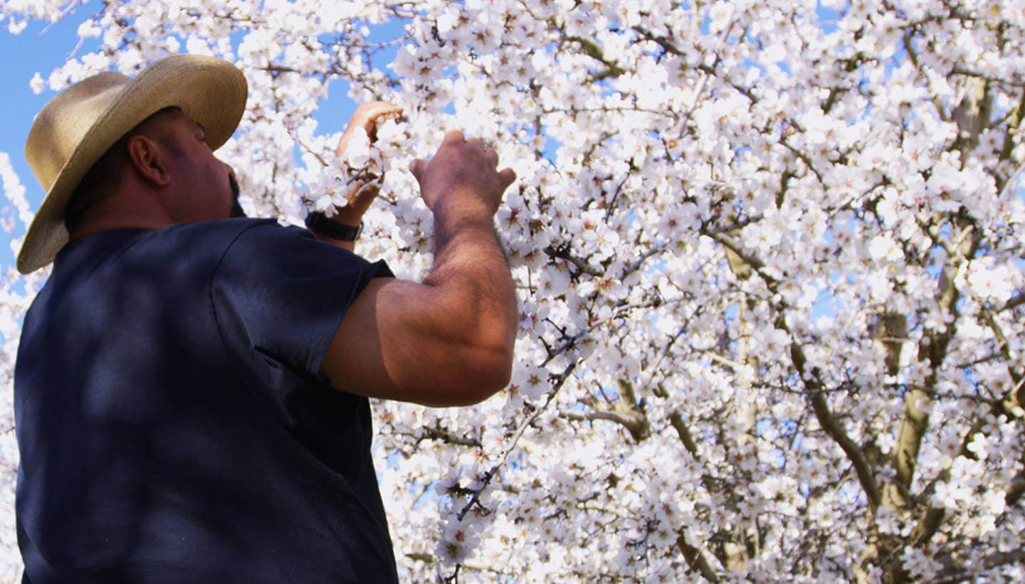 Almond Grower pruning almond tree.